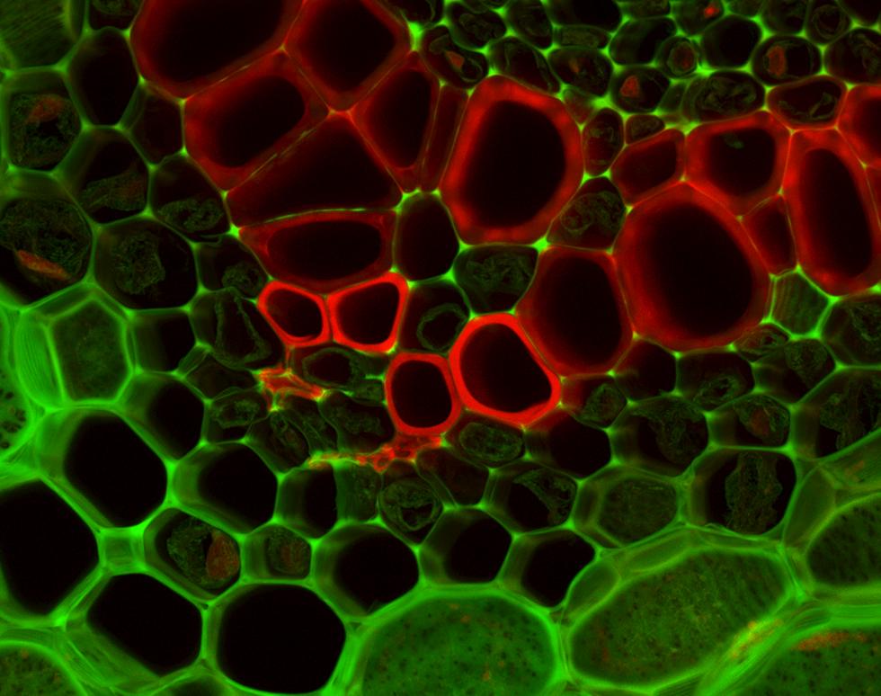 Lily of the Valley stem